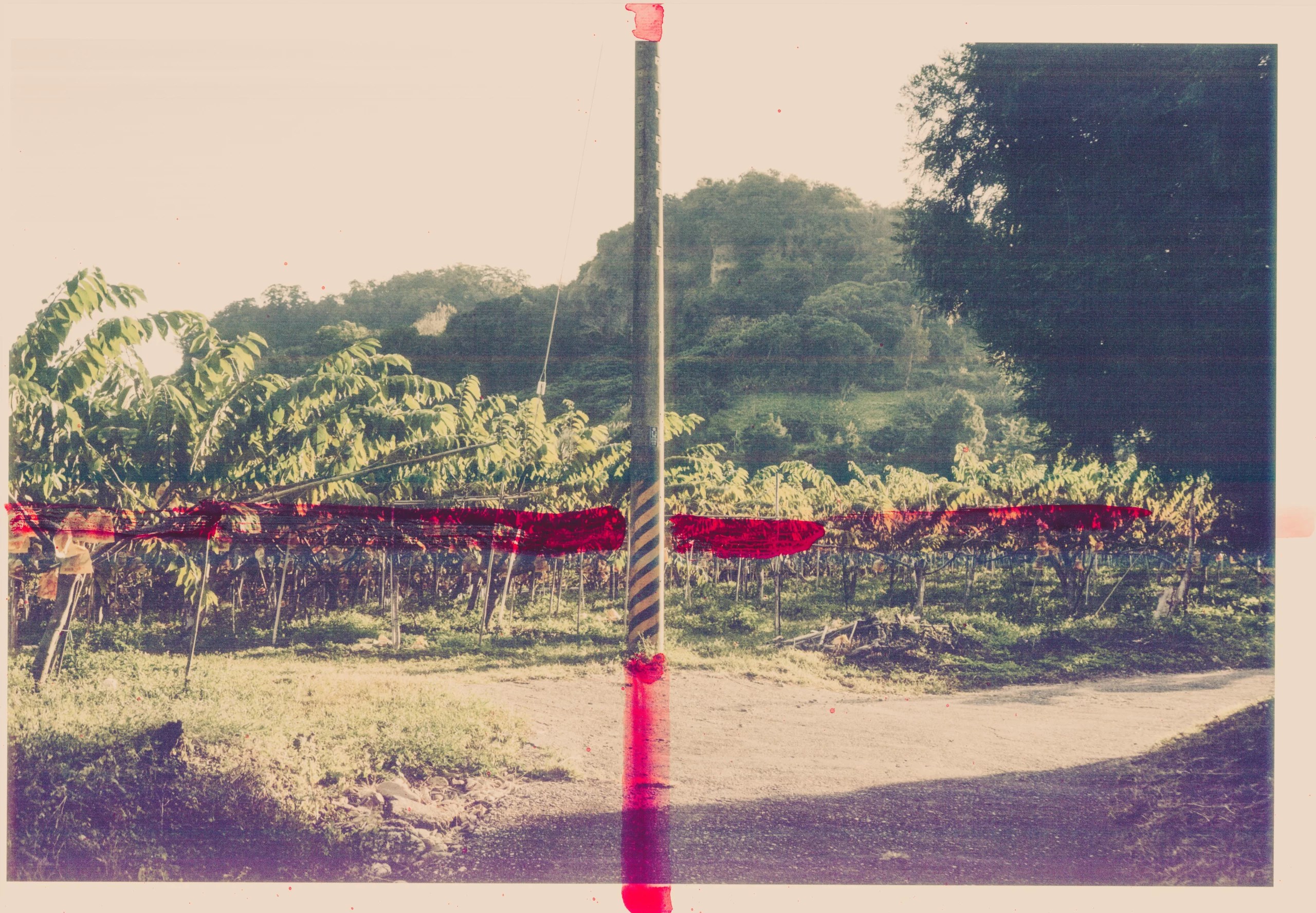 Higanbana — piece 07